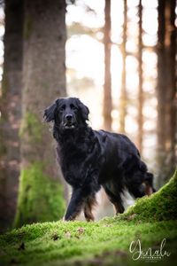 Hund_Hovawart_Yunalu_Fotografie